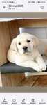 Vând un puiuț de labrador băiețel