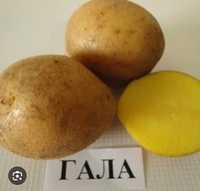 Семенная картошка, картофель Гала