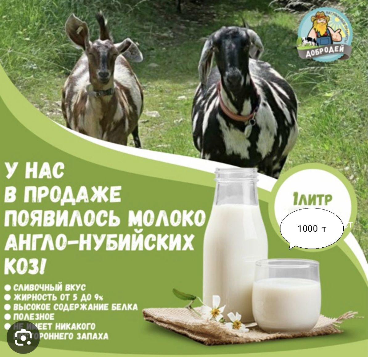 Молоко нубийских коз