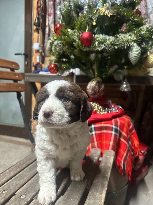 бебе каракачанка