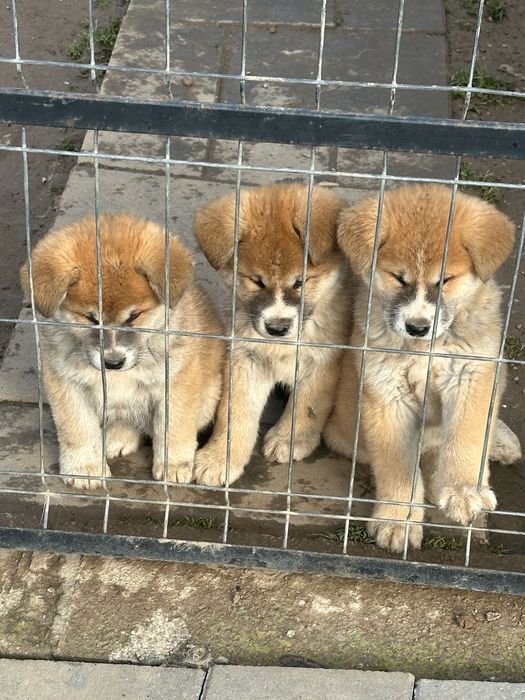 Akita inu japonez