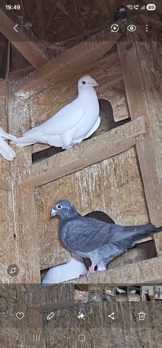 Vand porumbei voiajori