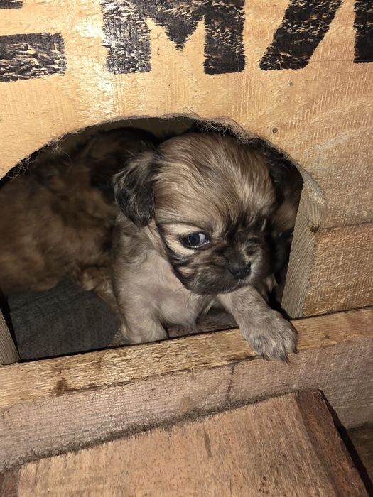 Vând puii de pechinez imperial