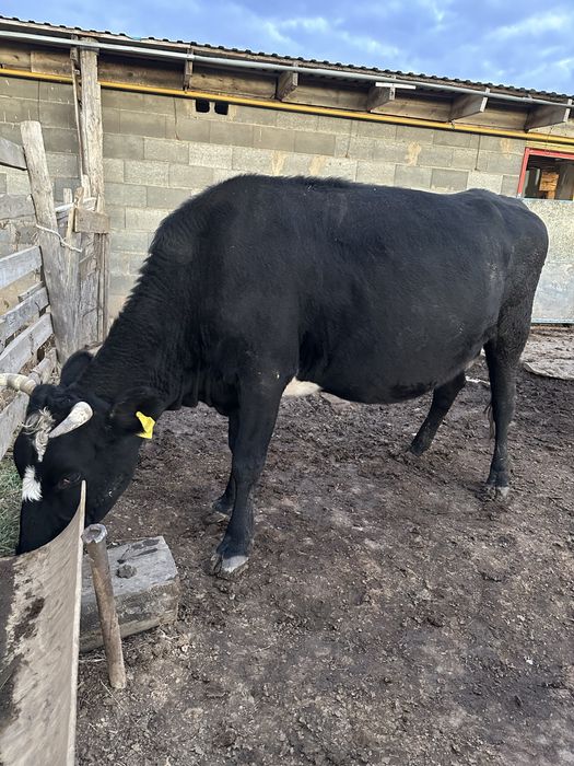 Соғымға семіз сиыр сатылады