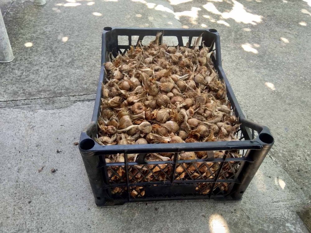 Продавам шафранови луковици, Нидерландия