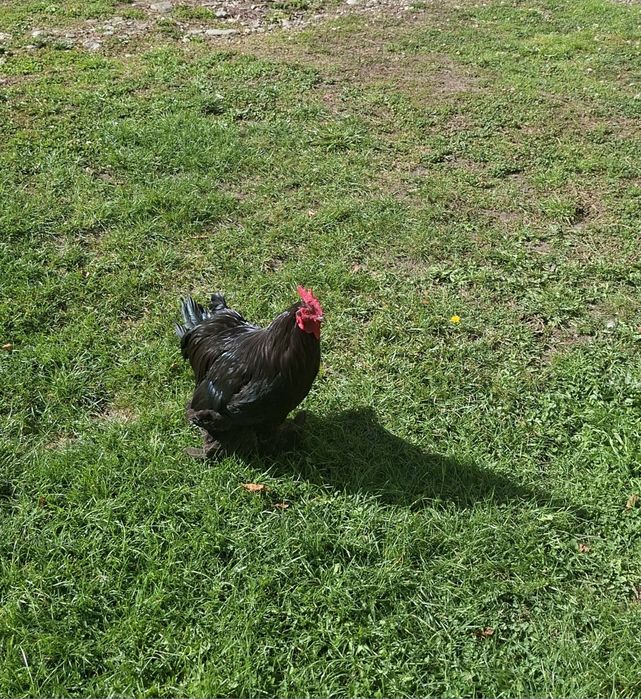 Vând cocosi diverse rase si culori