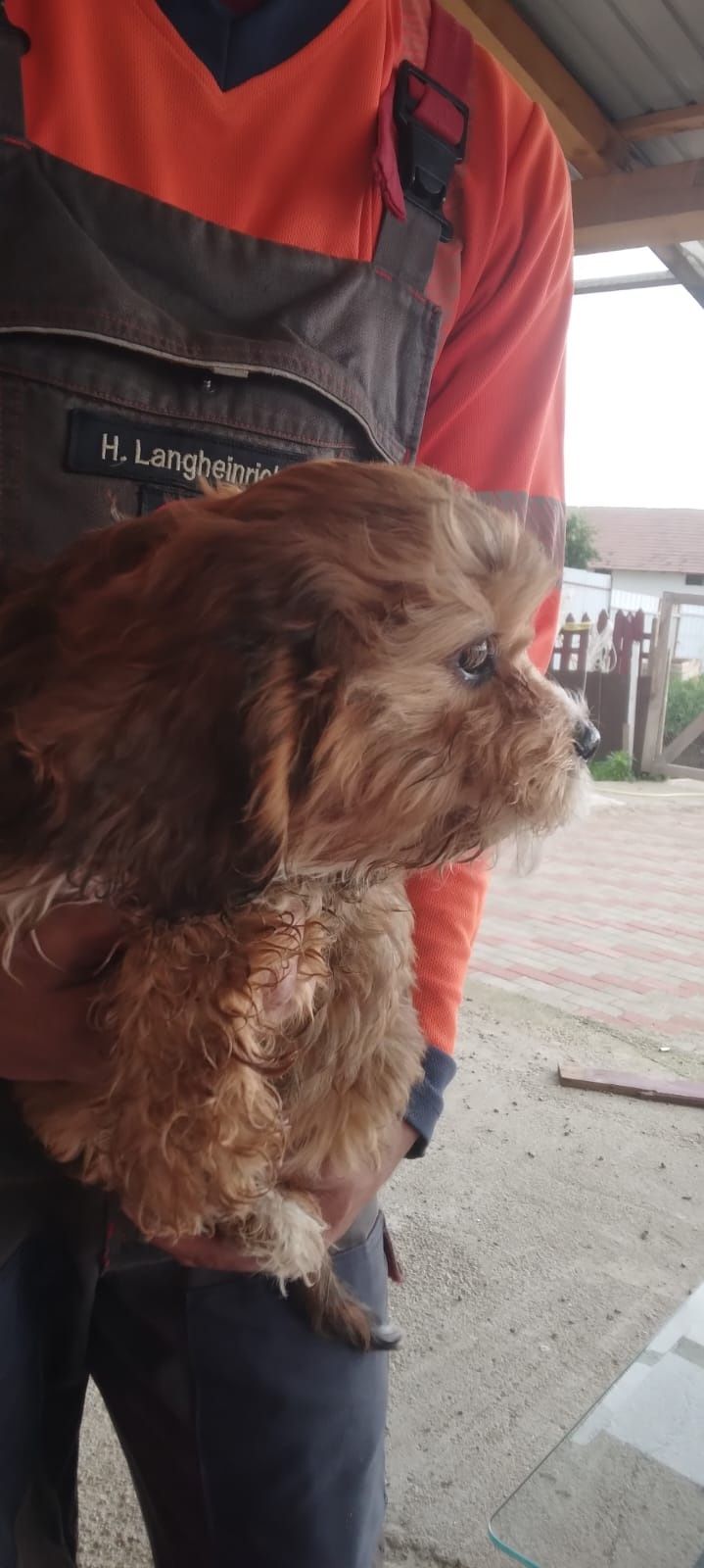 Fetita cavapoo devinzare