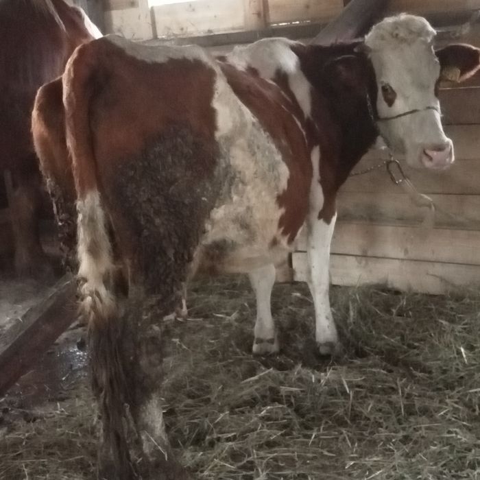 Vînd o juninca la prima fătare și o vacă de 6 ani