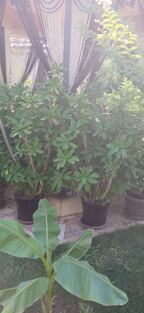 Masalan offis uchun gullar malachay sotiladi ywvsgshghbesisn ficus mus