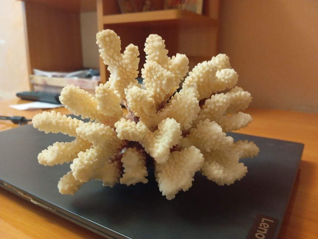 Натуральный морской коралл для аквариума