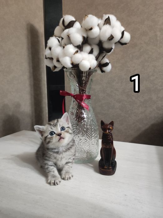 Шотландские котята
