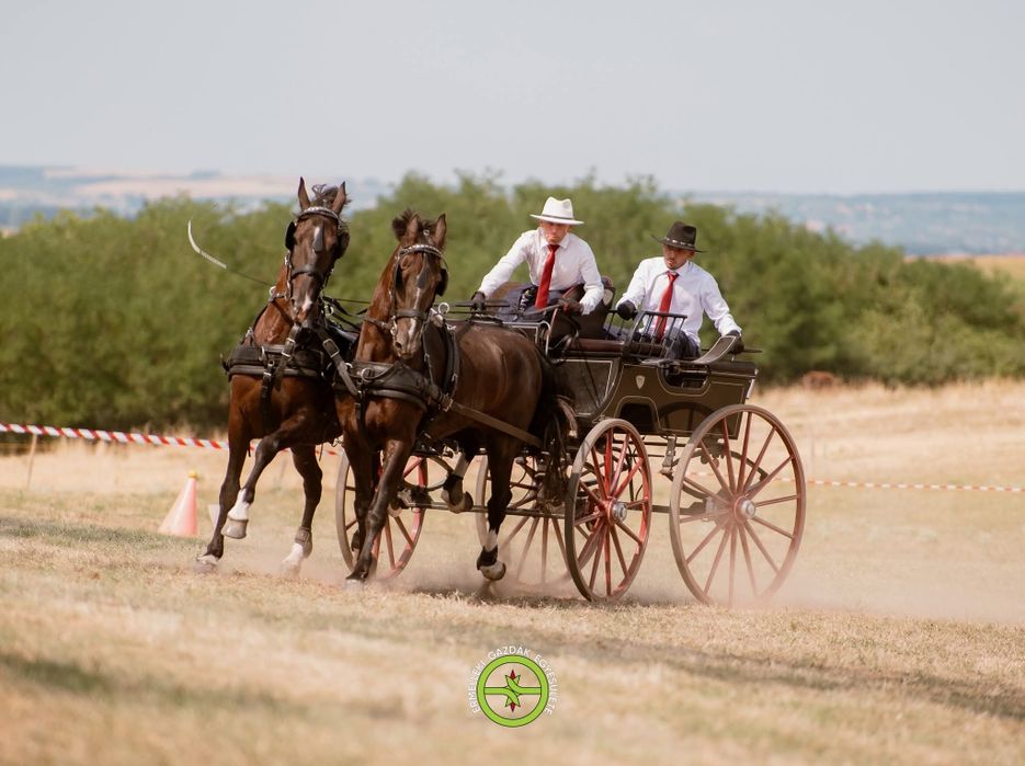 De vănzare doua iepe kwpn
