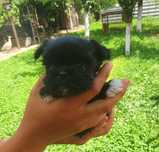 puiut Bichon  maltez