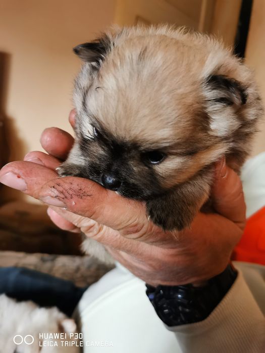 Померан, момиче.