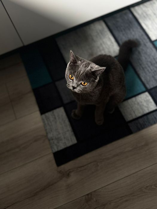 Британская порода отдадим в хорошие руки