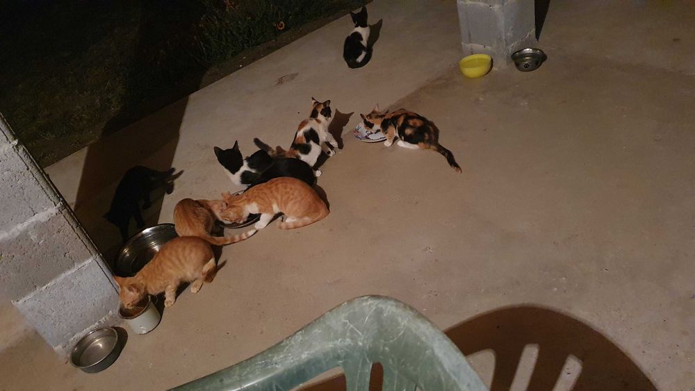 Малки котета – различни шарки