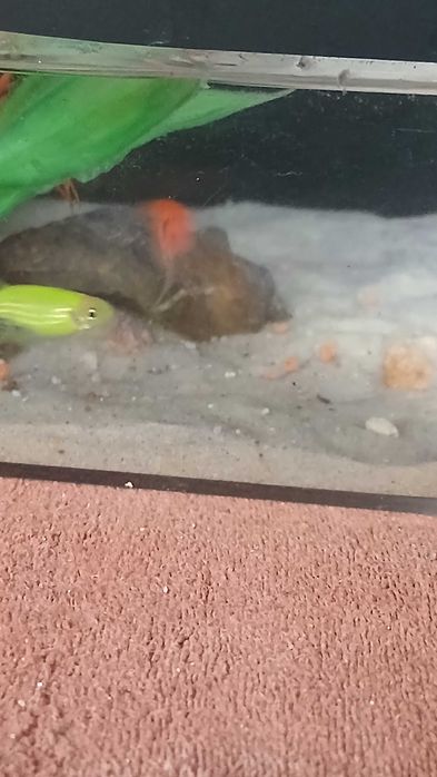 Petushok va danio baliqlari sotiladi