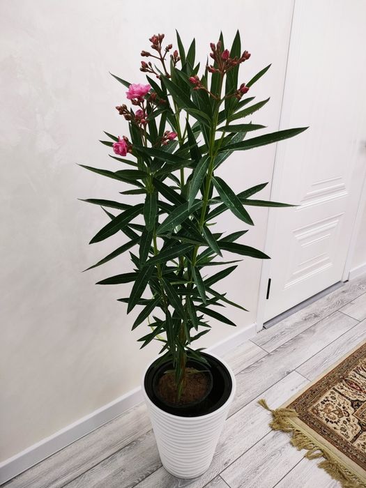 Комнатные растения. Доставка