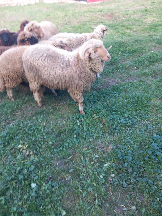 Vând berbec de anul ăsta și mioare