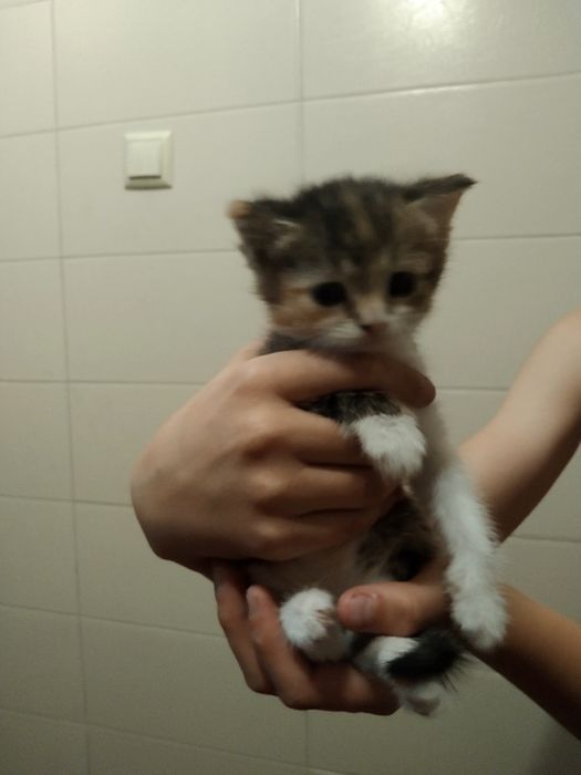 Отдам котят в добрые руки