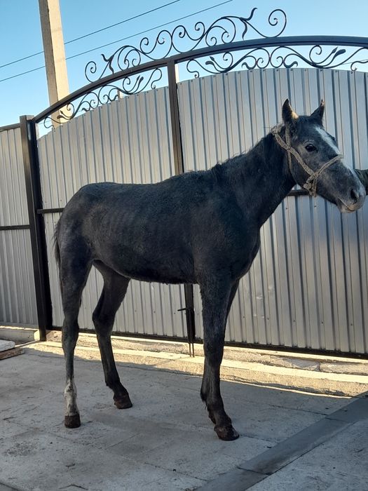 Продам жеребчика