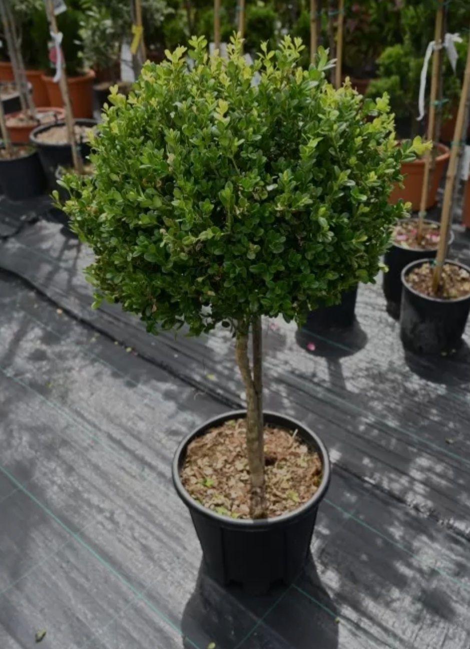 Buxus sempervirens glob pe picior, plante ornamentale