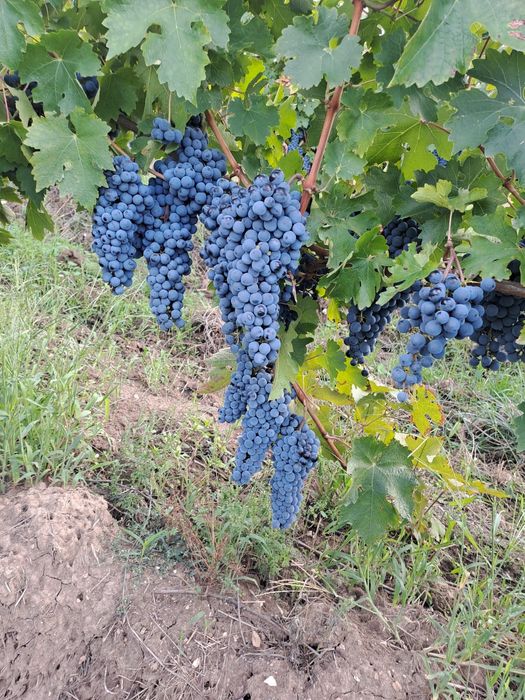 Vând struguri Cabernet Sauvignon Siria -Arad