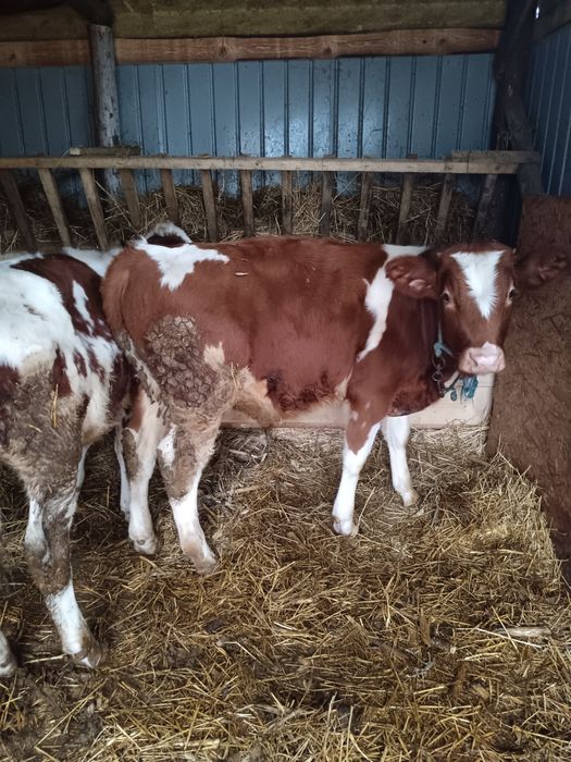 Vând trei taurasii de 5 luni pentru detalii la număr de telefon 075161