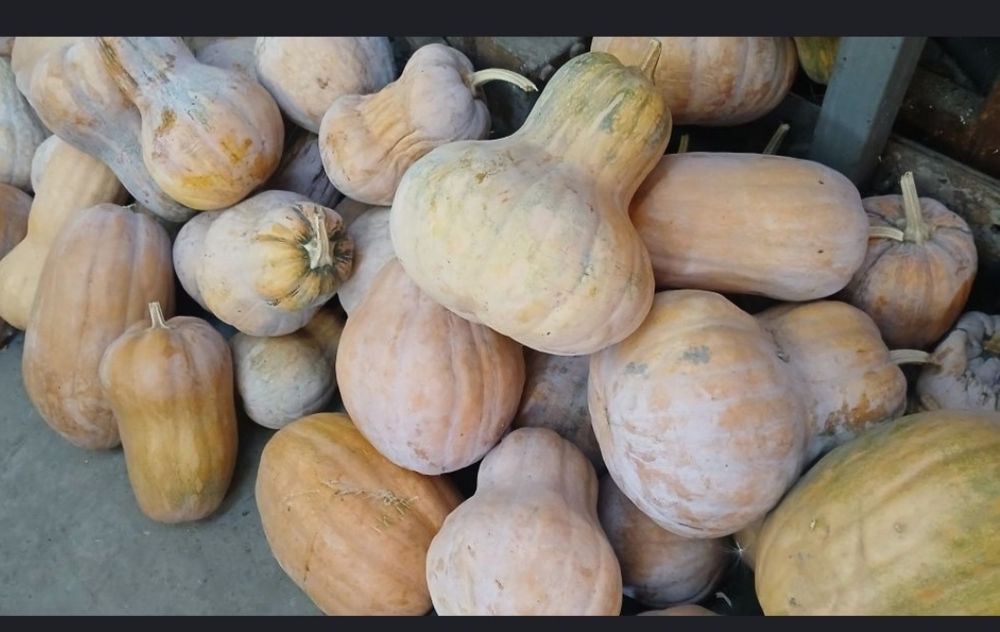 Тыква асқабақ продам
