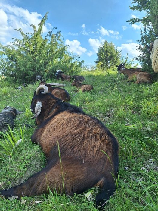Țapi tineri de vânzare