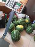 Продавам Дини сорт Романза
