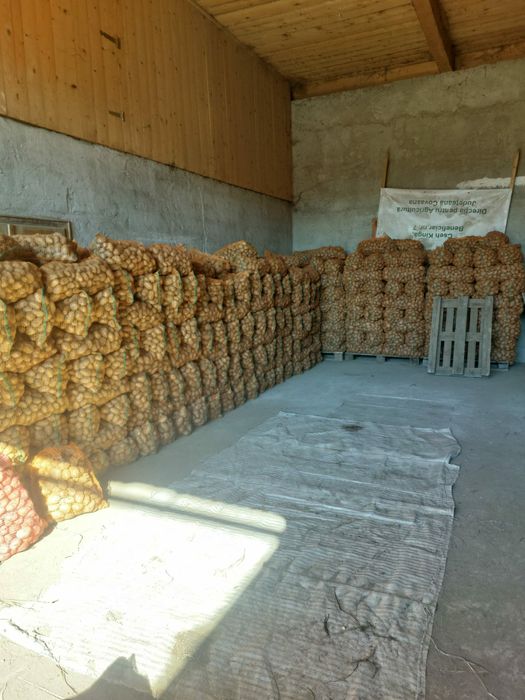 Cartofi alb ultra si rosu bellarosa