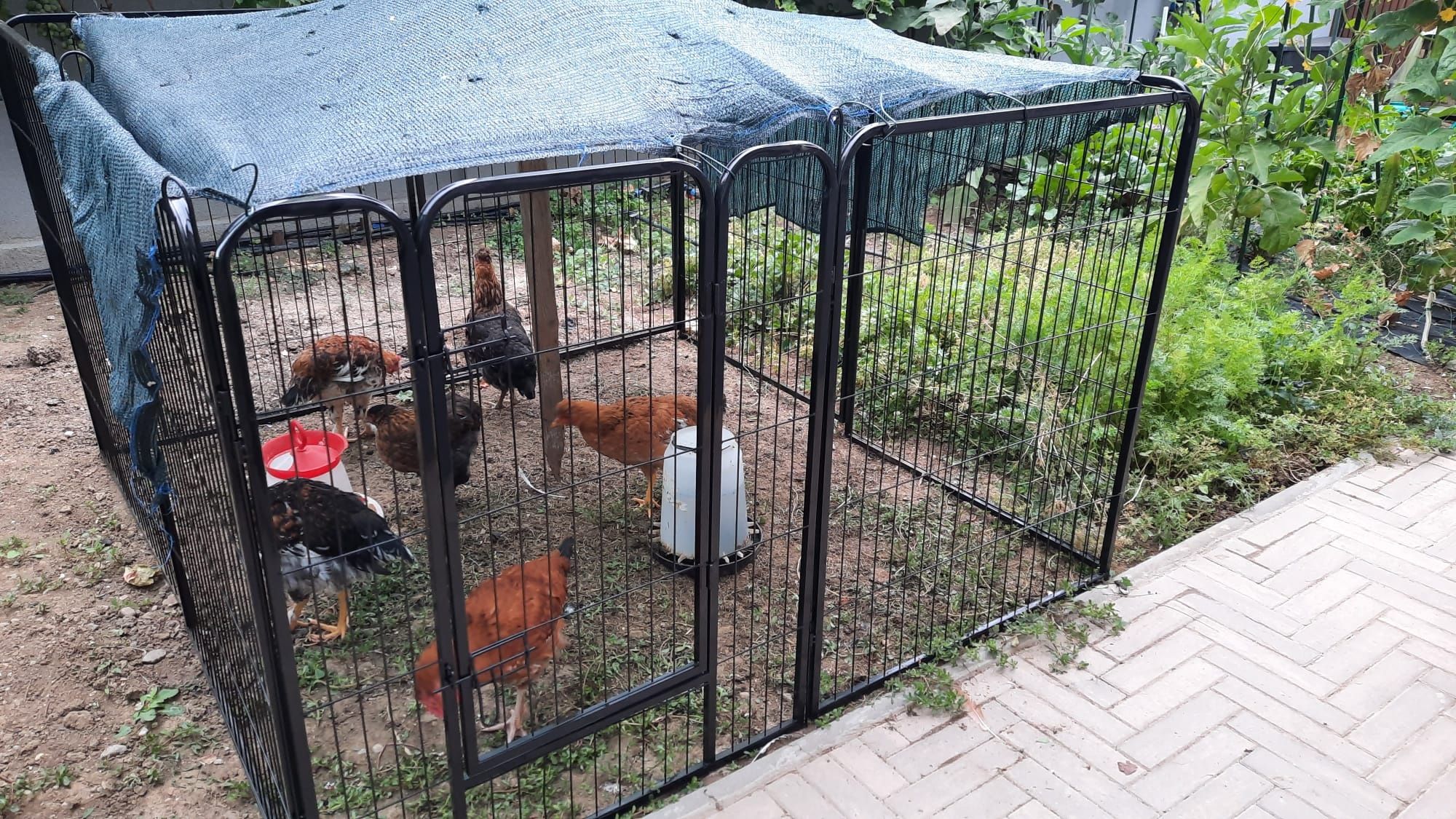Tarc modular animale/pasari (caini, pisici, iepuri, gaini, rate, etc)