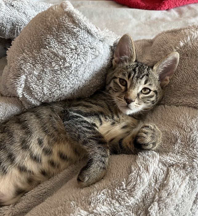 Мъжко коте търси дом