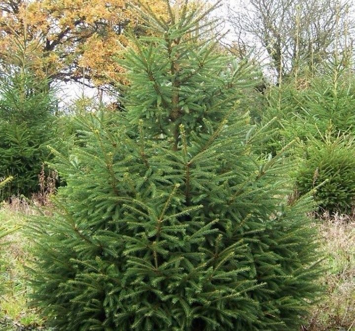 Brazi molizi 1...1.5 m