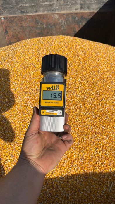 Porumb boabe uscat 2025