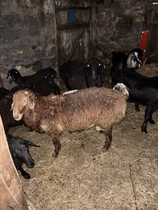 кошкарлар сатам токты кошкарлар бар 1.5жасарлар бар 2жасар бар