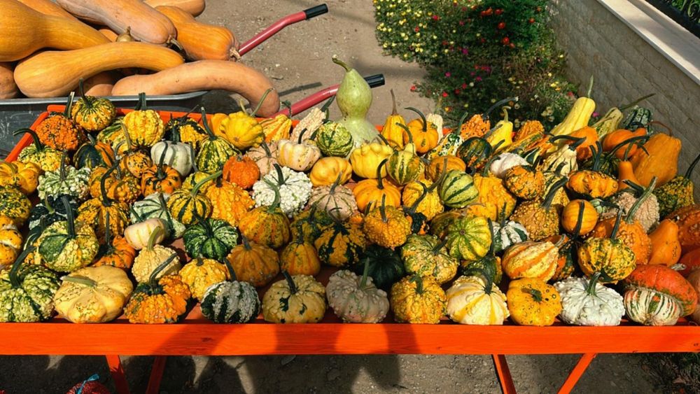 Dovleci decorativi și tărtăcuțe pentru aranjamente de toamnă