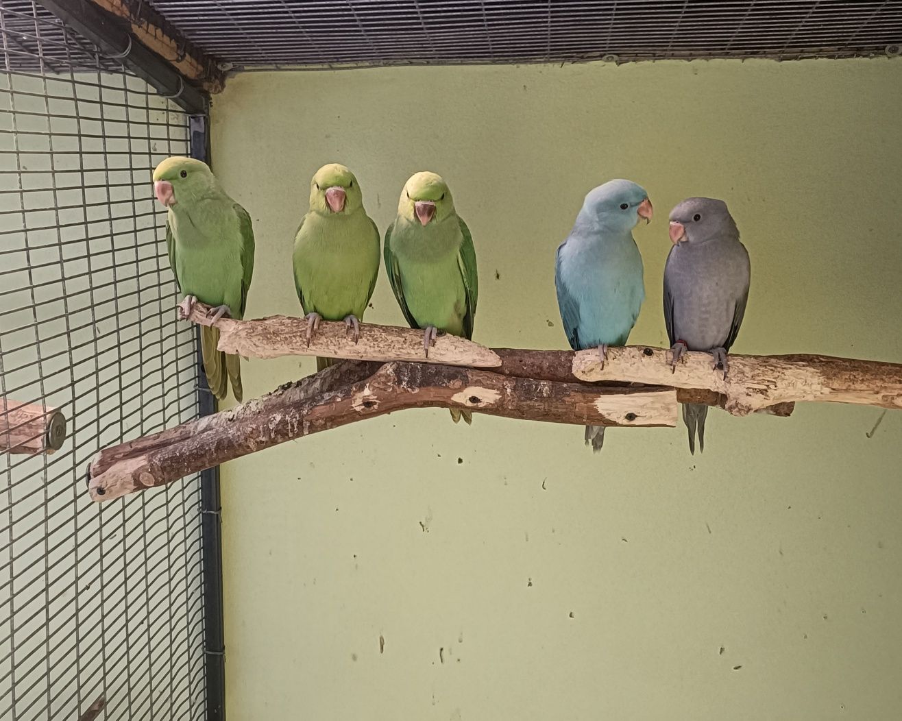 Papagali blânzi Micul Alexandru albaștri și verzi