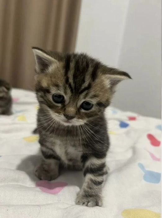 Котята вискас девочка, 1.5 мес есть яндекс дост