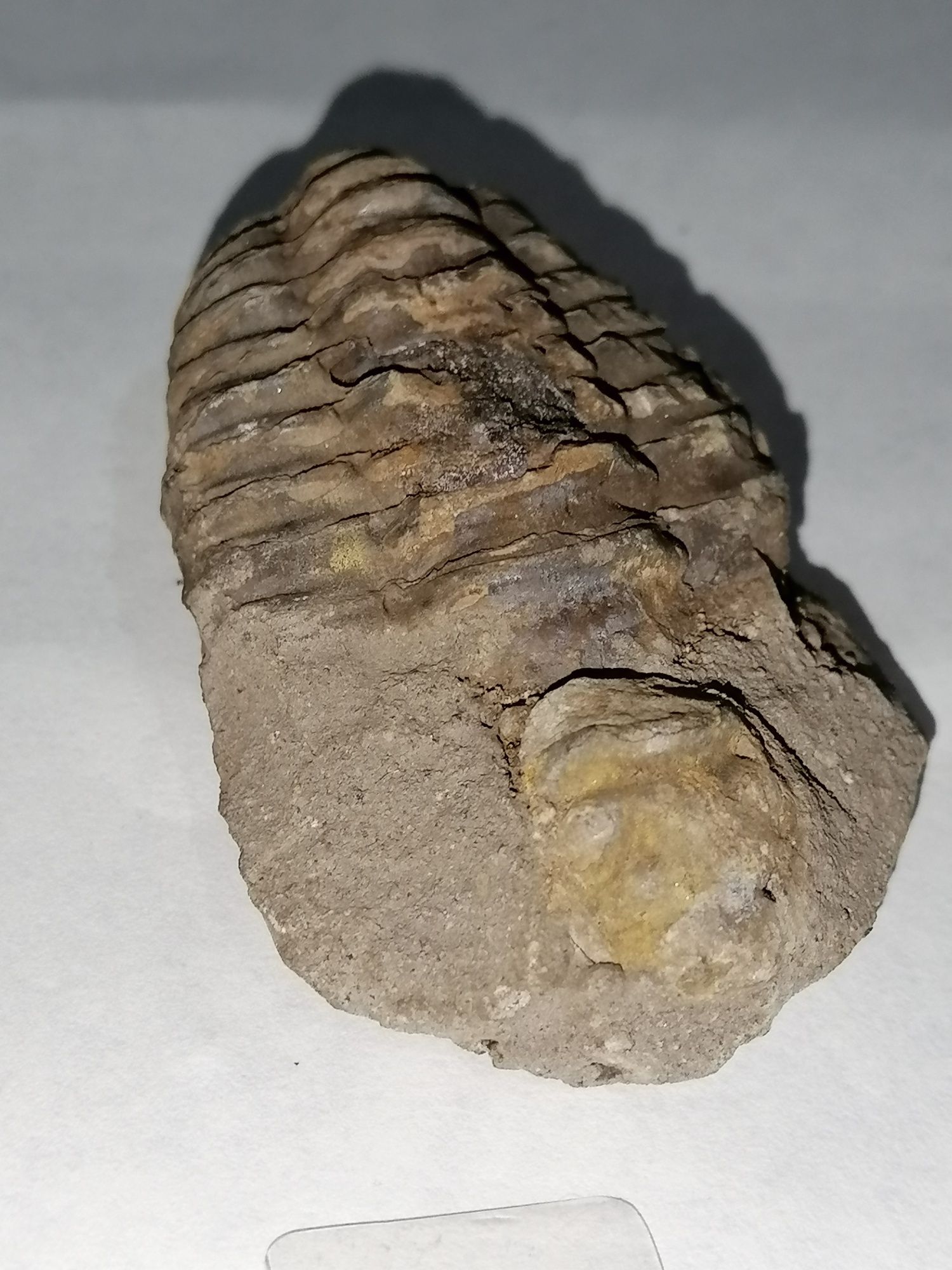 TRILOBIT - Moluscă  fosila