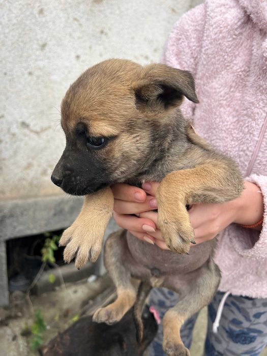 Catelusi draguti spre adoptie