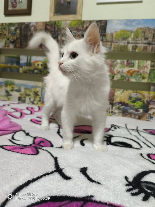 Подарявам коте на около 4 месеца