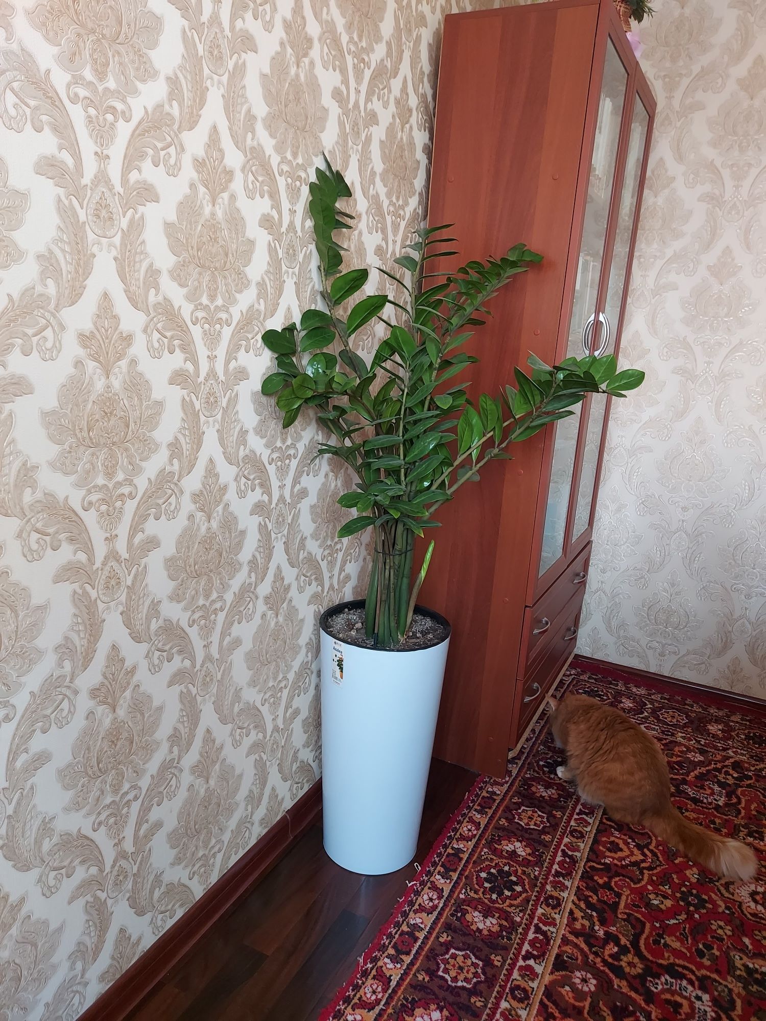 Продаётся Замиокулькас