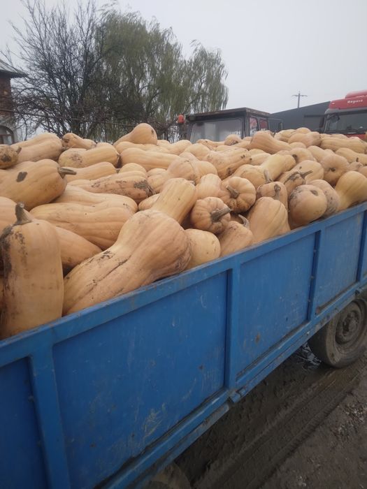 Vând dovleci placintari Matilda și Sampson.