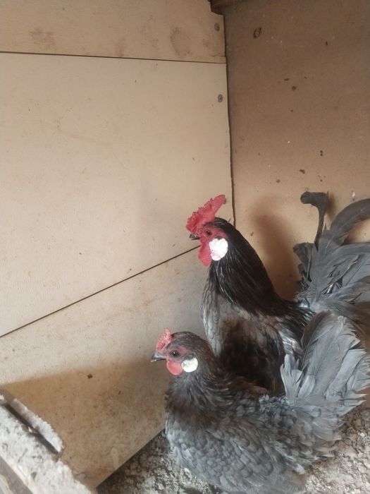 Пара ява . Перел .