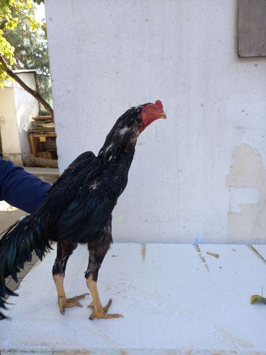 Dakan xoroz sotiladi