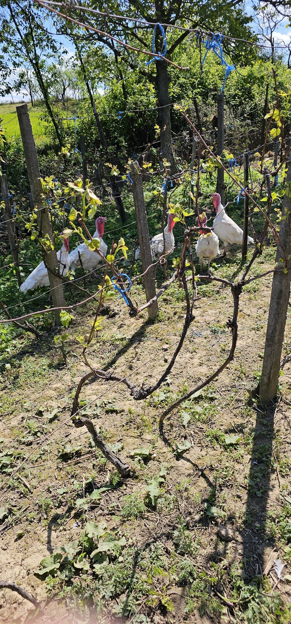 Vând curcani de casă