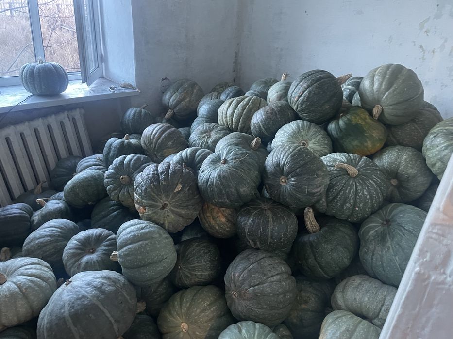 Тыква в караганде