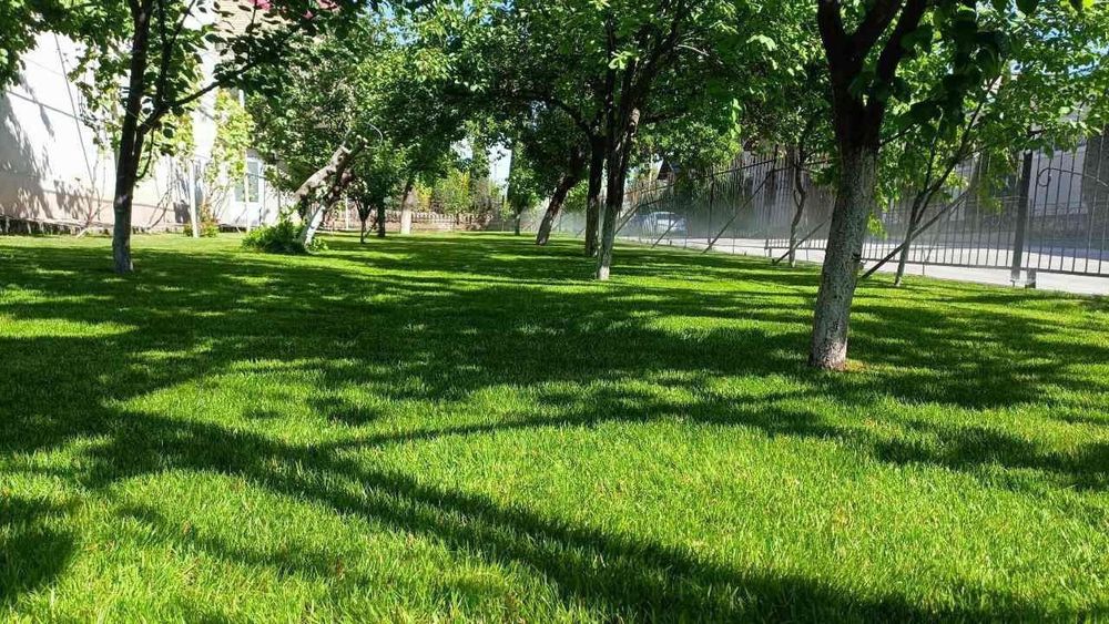 Rulonli gazon yotqizish xirmati mustahkam   sifatli  hamda  hamyonbob